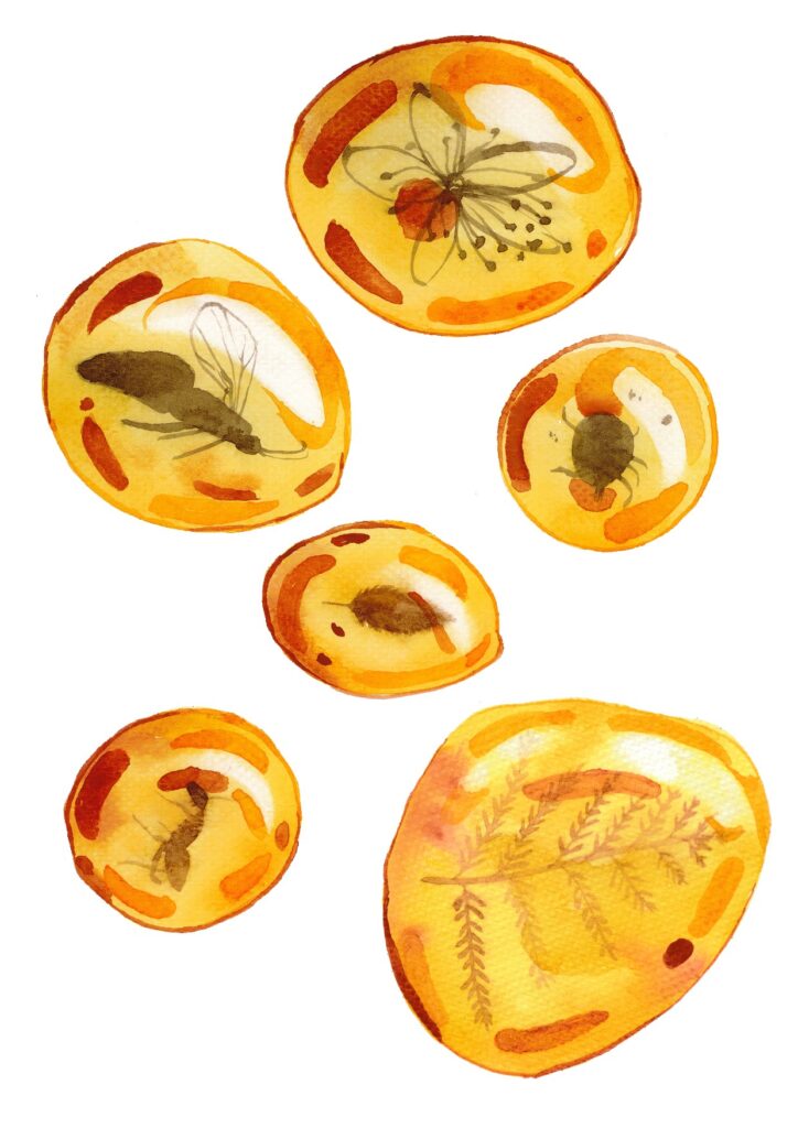 F - fossils amber